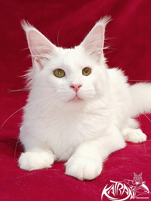 Katran Ivetta - Kitten maine-coon 6 months
