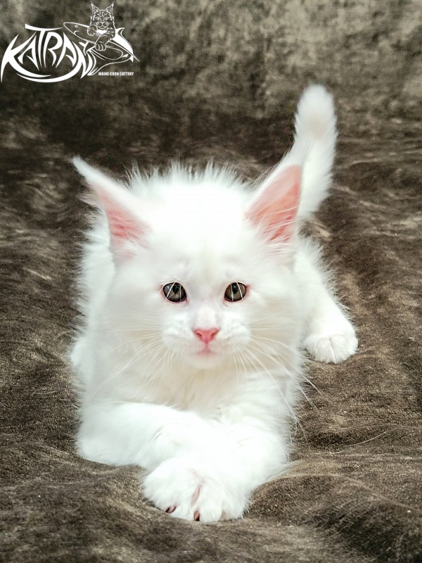 Katran Ivetta - Kitten maine-coon 2 months