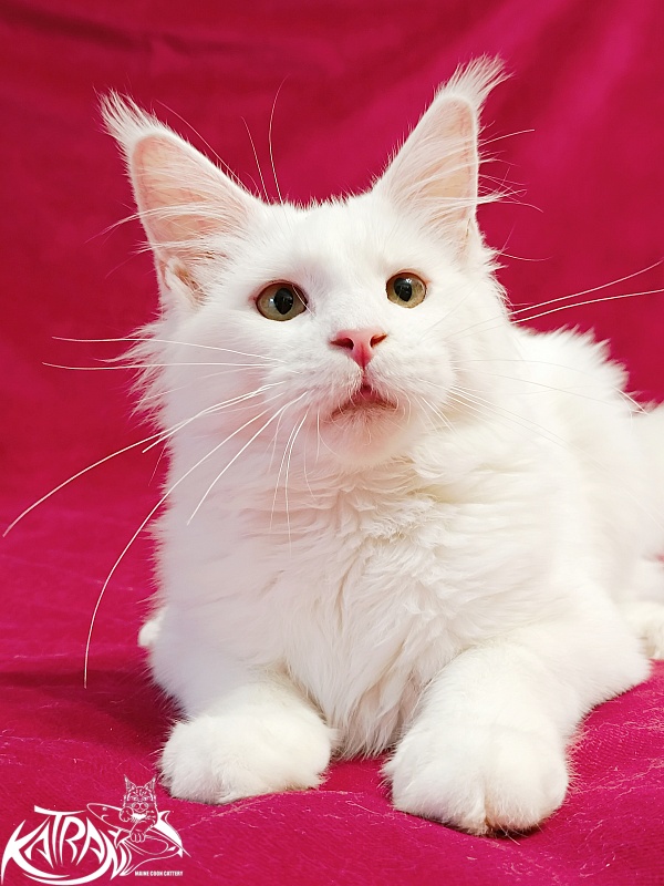 Katran Ivetta - Kitten maine-coon 6 months