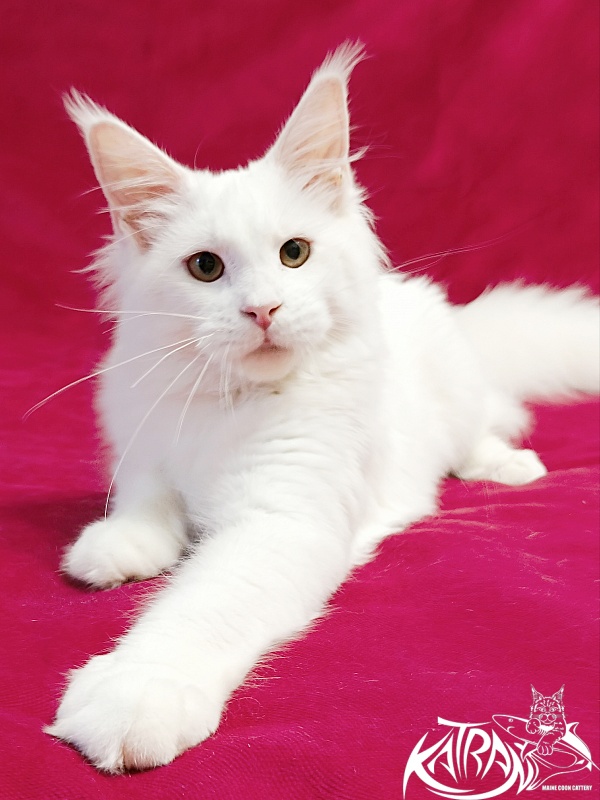 Katran Ivetta - Kitten maine-coon 6 months