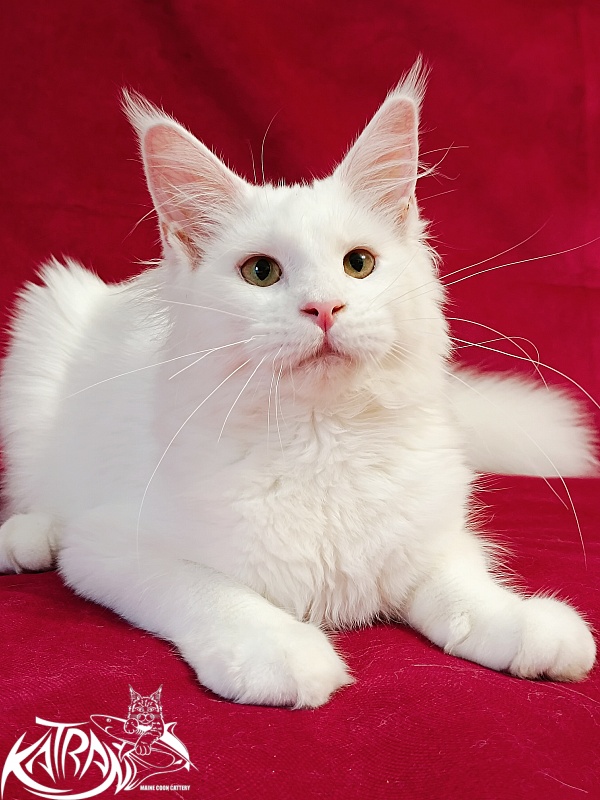 Katran Ivetta - Kitten maine-coon 6 months
