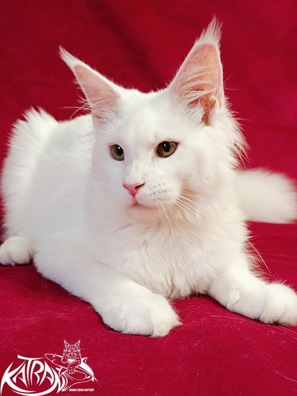 Katran Ivetta - Kitten maine-coon 6 months