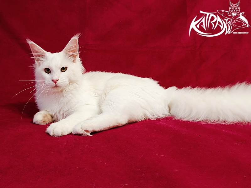 Katran Ivetta - Kitten maine-coon 6 months