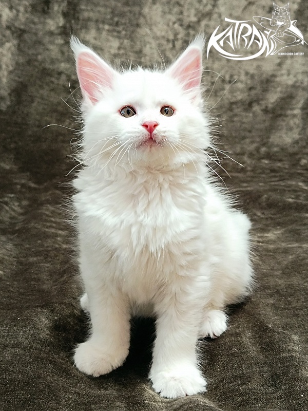 Katran Ivetta - Kitten maine-coon 2 months