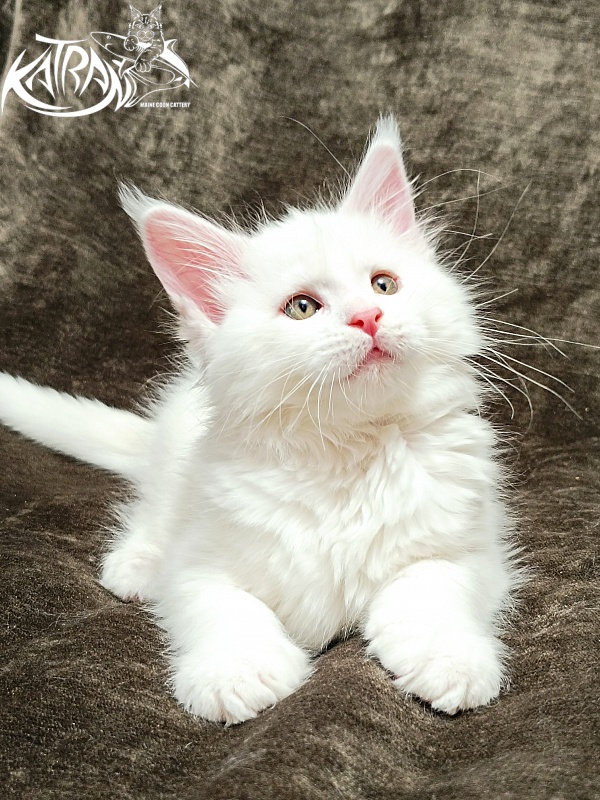 Katran Ivetta - Kitten maine-coon 2 months