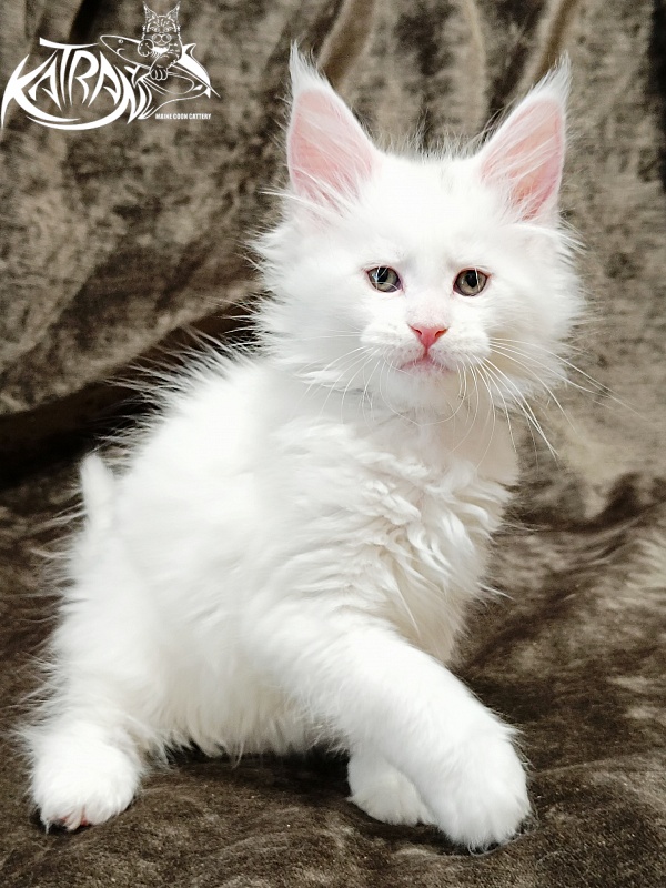 Katran Jolly - Kitten maine-coon 1 month 2 weeks