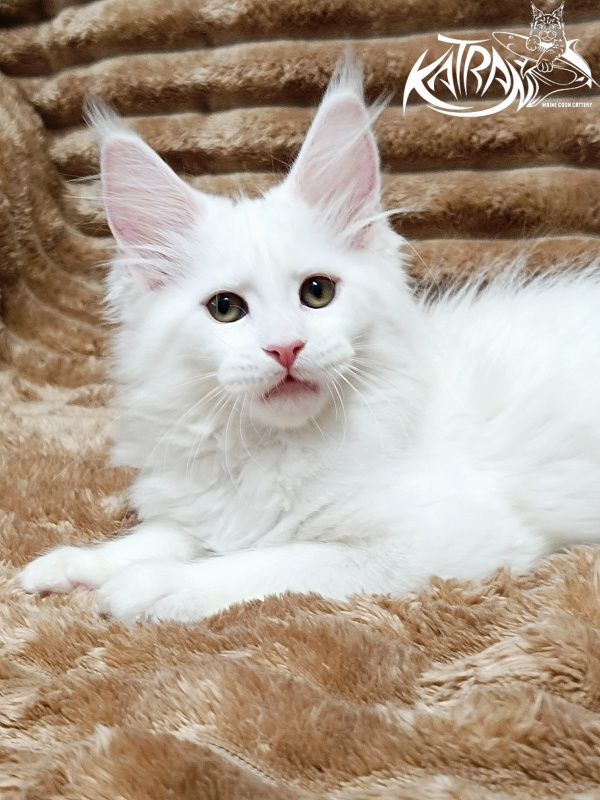 Katran Jolly - Kitten maine-coon 2 months 1 week