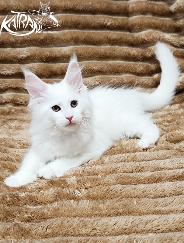 Katran Jolly - Kitten maine-coon 2 months 1 week