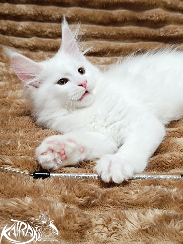 Katran Jolly - Kitten maine-coon 2 months 1 week