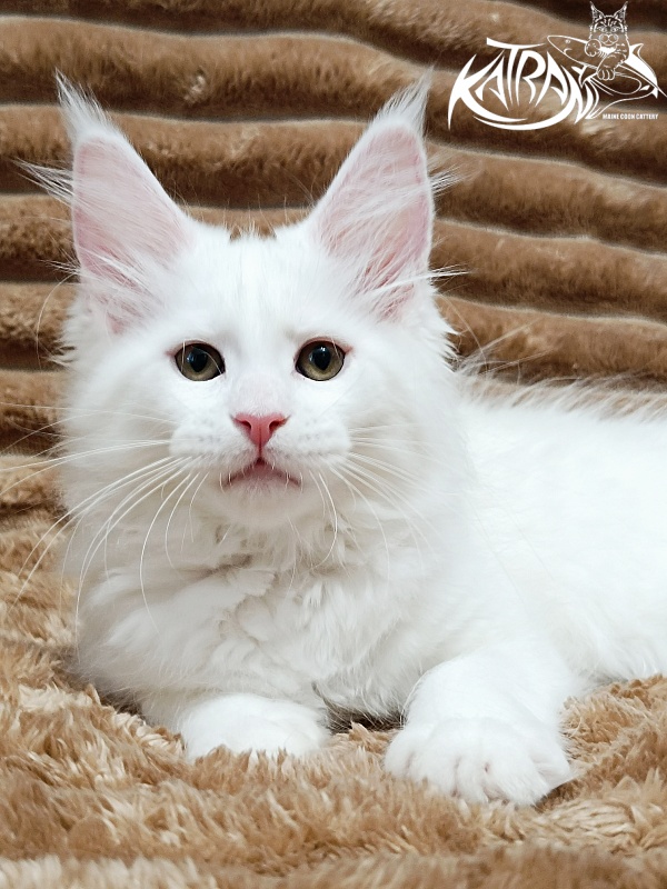 Katran Jolly - Kitten maine-coon 2 months 1 week