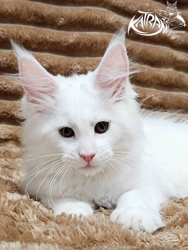Katran Jolly - Kitten maine-coon 2 months 1 week