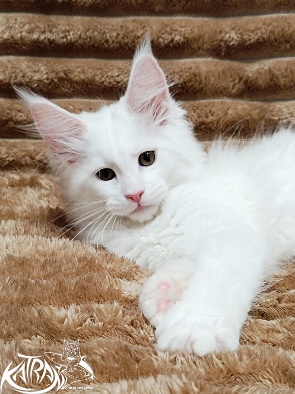 Katran Jolly - Kitten maine-coon 2 months 1 week