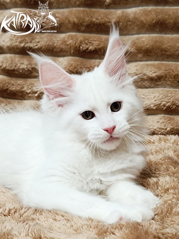 Katran Jolly - Kitten maine-coon 2 months 1 week