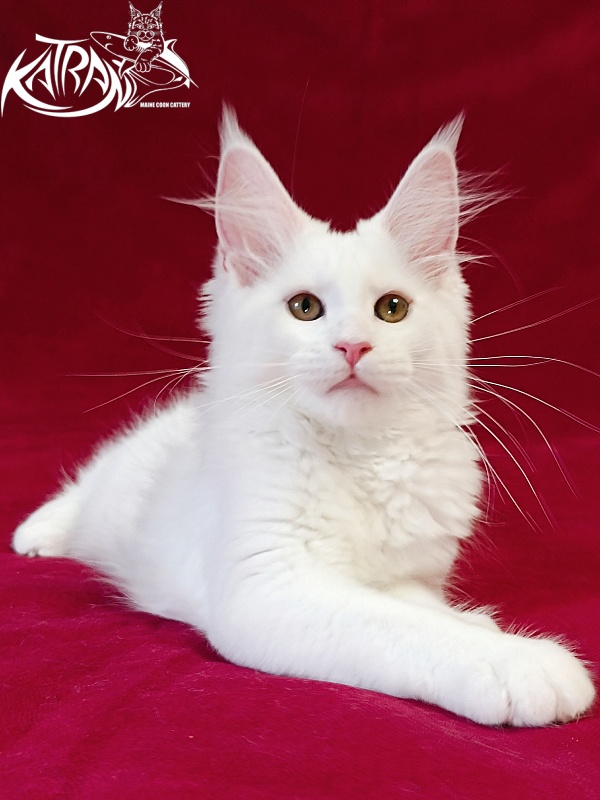 Katran Jolly - Kitten maine-coon 3 months