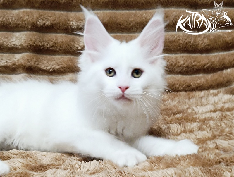 Katran Jolly - Kitten maine-coon 2 months 1 week