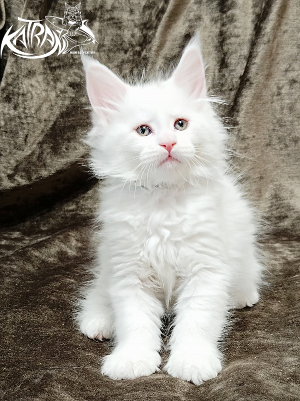 Katran Jolly - Kitten maine-coon 1 month 2 weeks