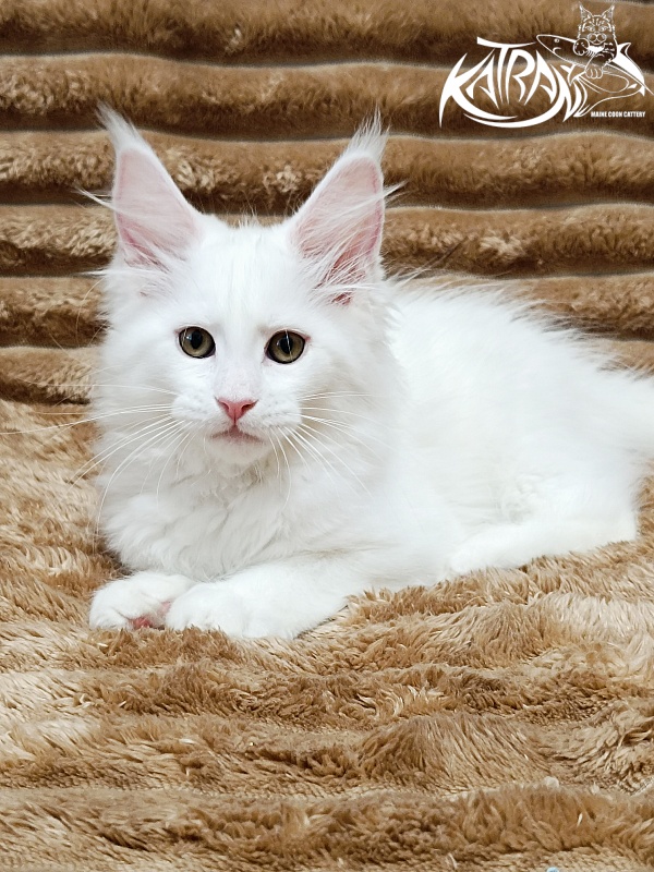 Katran Jolly - Kitten maine-coon 2 months 1 week