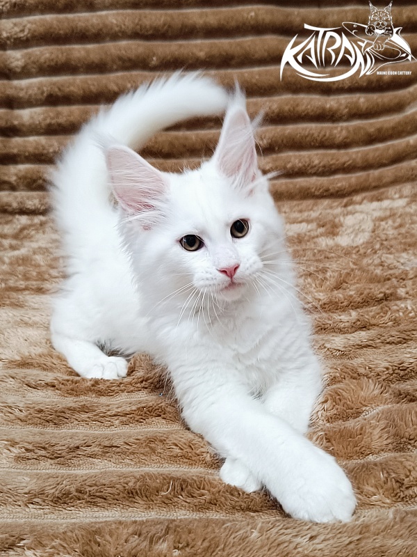 Katran Jolly - Kitten maine-coon 2 months 1 week