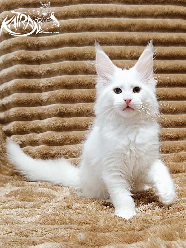Katran Jolly - Kitten maine-coon 2 months 1 week