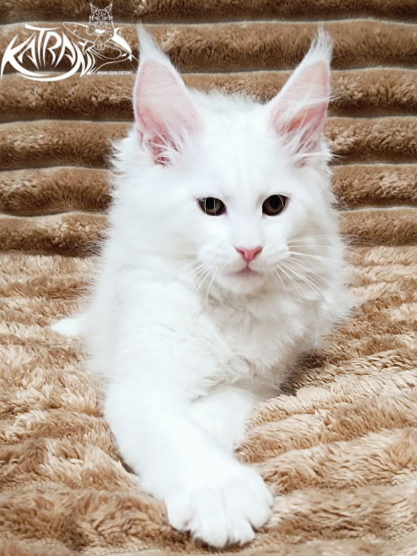 Katran Jolly - Kitten maine-coon 2 months 1 week