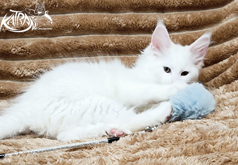 Katran Jolly - Kitten maine-coon 2 months 1 week
