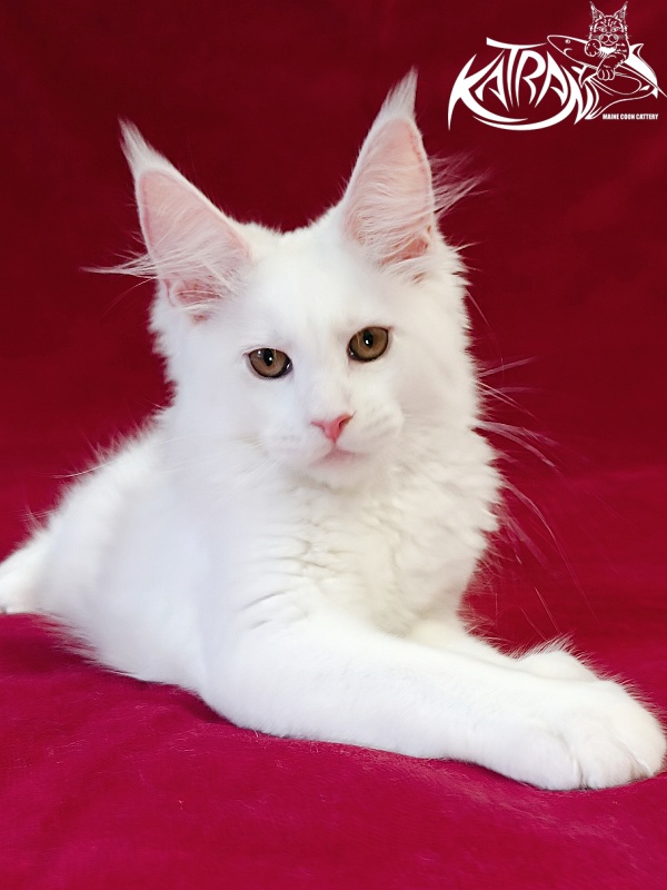 Katran Jolly - Kitten maine-coon 3 months