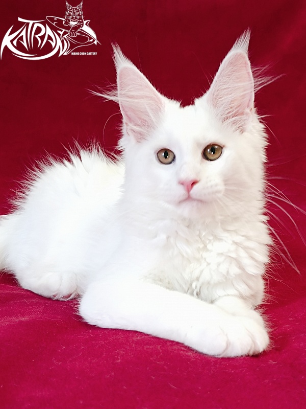 Katran Jolly - Kitten maine-coon 3 months