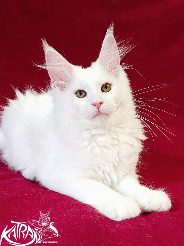Katran Jolly - Kitten maine-coon 3 months