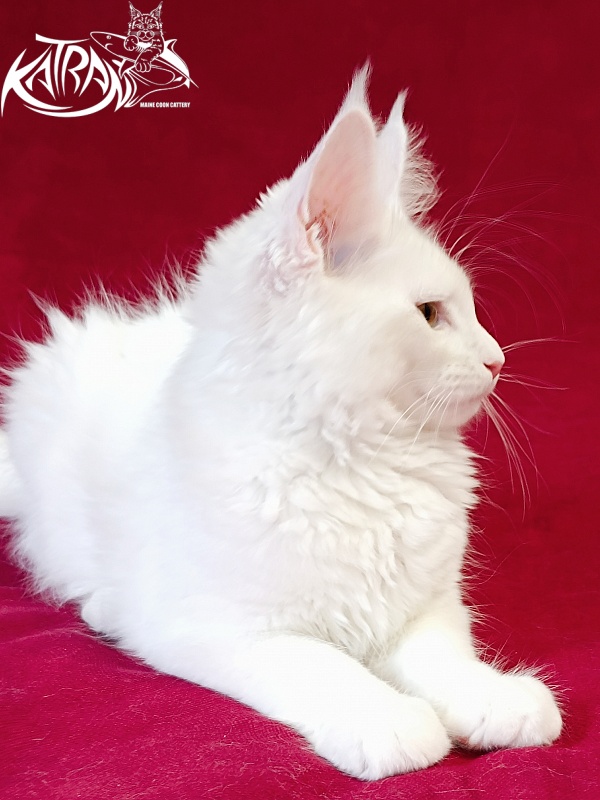 Katran Jolly - Kitten maine-coon 3 months