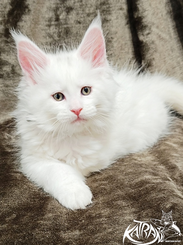 Katran Jolly - Kitten maine-coon 1 month 2 weeks