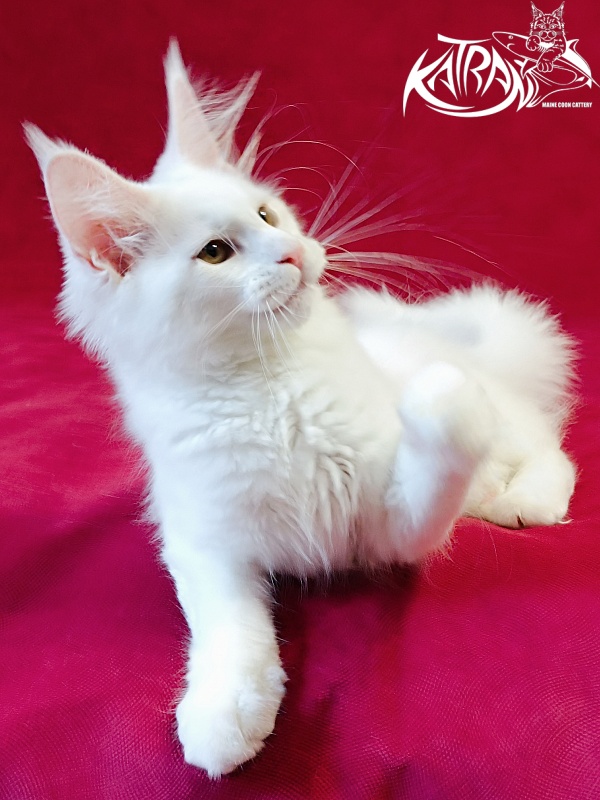 Katran Jolly - Kitten maine-coon 3 months