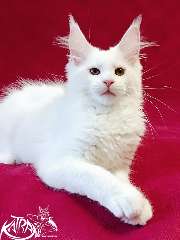 Katran Jolly - Kitten maine-coon 3 months