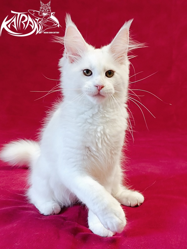 Katran Jolly - Kitten maine-coon 3 months