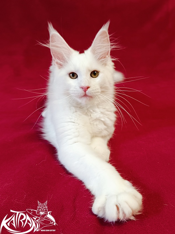 Katran Jolly - Kitten maine-coon 3 months