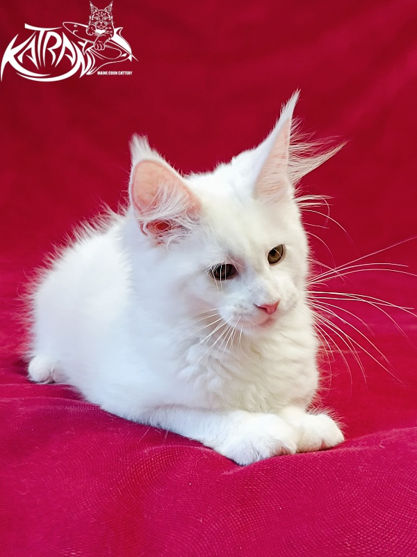Katran Jolly - Kitten maine-coon 3 months