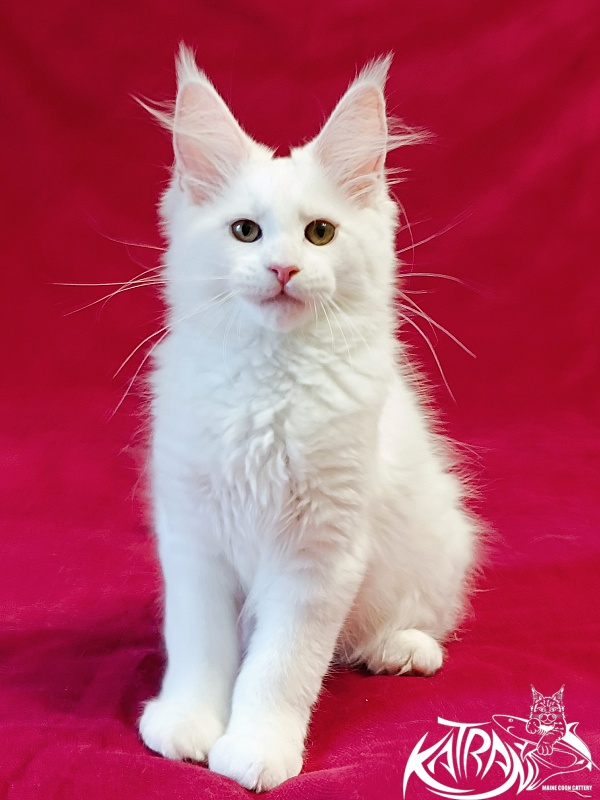 Katran Jolly - Kitten maine-coon 3 months