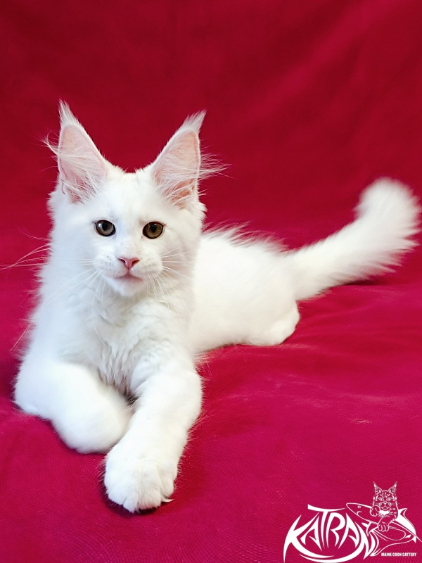 Katran Jolly - Kitten maine-coon 3 months