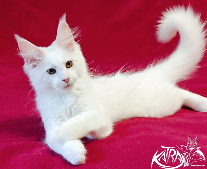 Katran Jolly - Kitten maine-coon 3 months