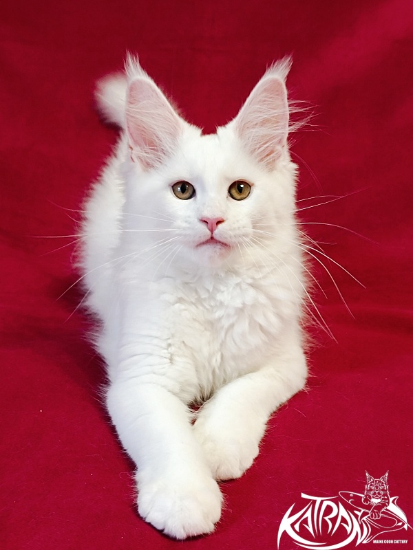 Katran Jolly - Kitten maine-coon 3 months