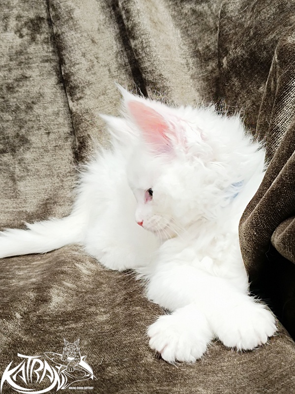 Katran Jolly - Kitten maine-coon 1 month 2 weeks