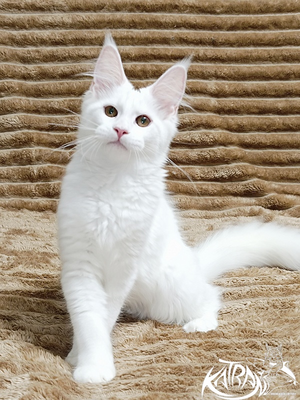 Katran Jolly - Kitten maine-coon 4 months