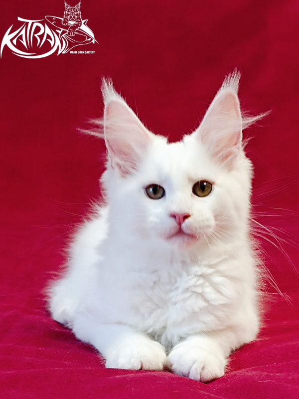 Katran Jolly - Kitten maine-coon 3 months