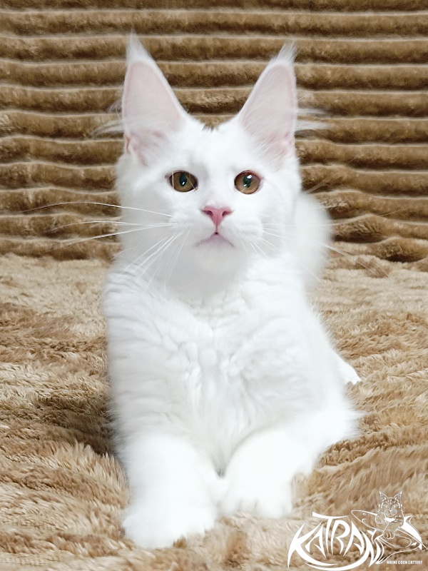 Katran Jolly - Kitten maine-coon 4 months