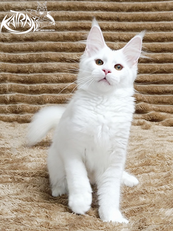 Katran Jolly - Kitten maine-coon 4 months