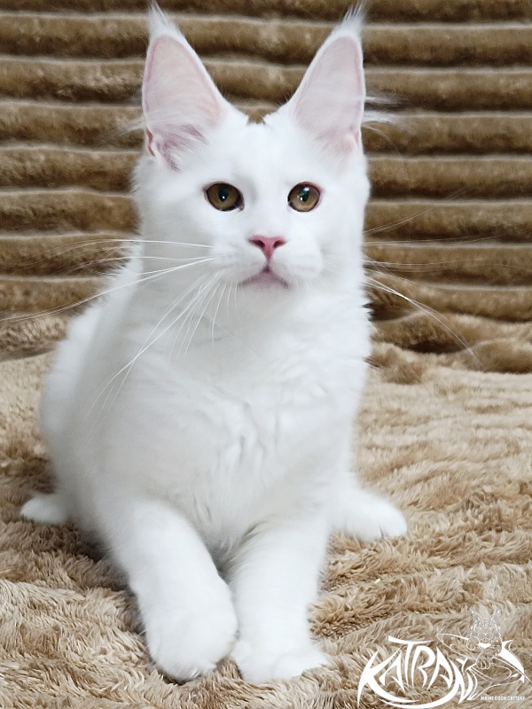 Katran Jolly - Kitten maine-coon 4 months