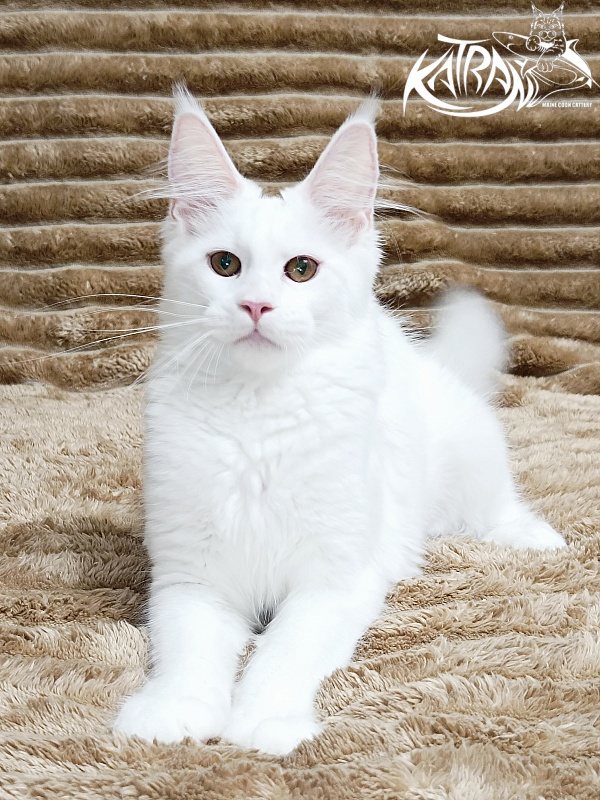 Katran Jolly - Kitten maine-coon 4 months