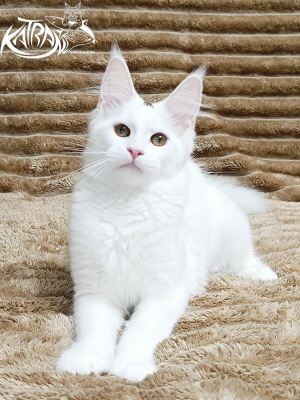 Katran Jolly - Kitten maine-coon 4 months