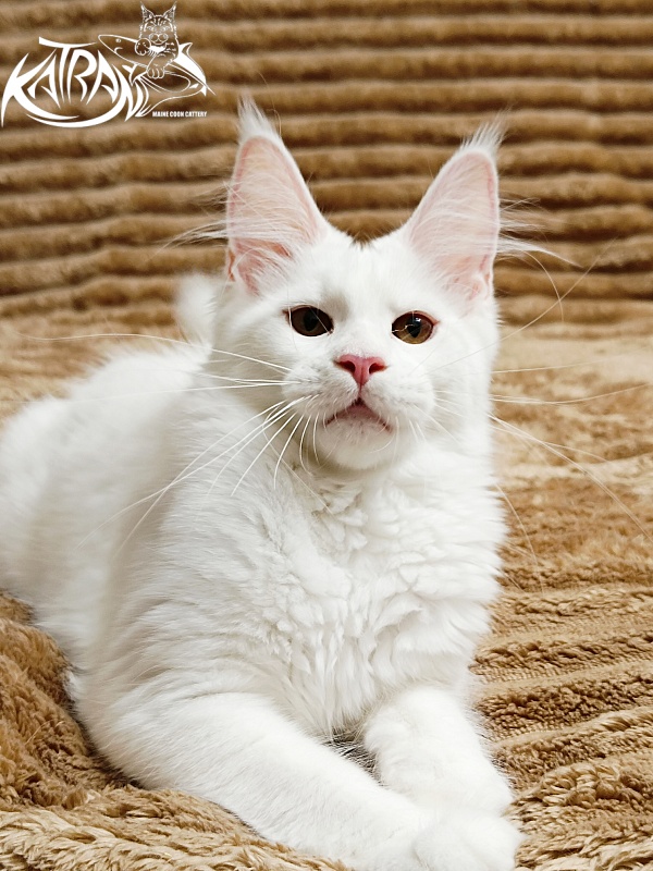 Katran Jolly - Kitten maine-coon 4 months