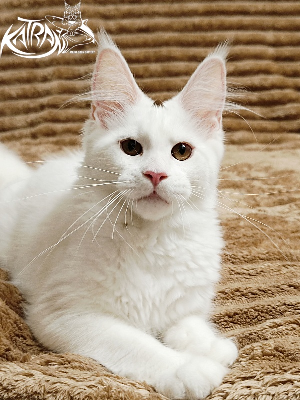 Katran Jolly - Kitten maine-coon 4 months