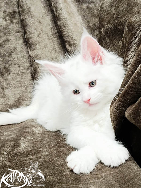 Katran Jolly - Kitten maine-coon 1 month 2 weeks
